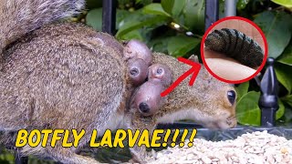 Tiny Life Saved: Removing Painful Botfly Larvae