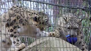 【ユキヒョウのミミとフク】青ボールをめぐる親子のたたかい①　2019.2.9 多摩動物公園　snowleopard mother \u0026 son.