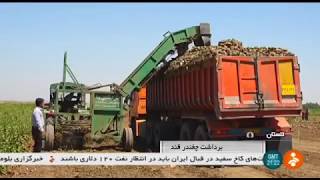 Iran Mechanized Sugarbeat harvest, Ali-Abad county, Golestan برداشت چغندرقند علي آباد