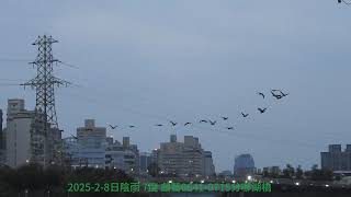 2025-2月8日陰雨 7度 基隆河鸕鶿