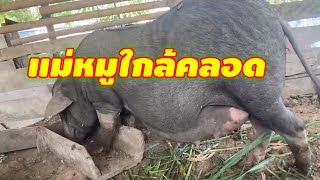 พามาชมแม่หมูใกล้คลอด สังเกตตรงไหน