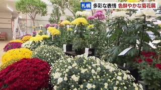 深まる秋を彩る“菊の花”の展示会…猛暑の悪影響に負けず、愛好家が丹精込めた約80点！ 札幌市の豊平公園緑のセンター