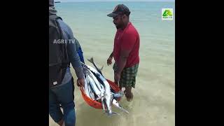 ലക്ഷദ്വീപിലെ മീൻ പിടുത്തം , അഗത്തി ദ്വീപ്  Fishing @Lakshadweep ,Agatti Island