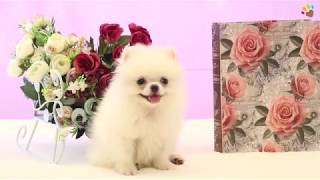 Teacup Pomeranian yavrumuz Blanca çok sempatik