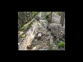 drone tour old castle ruins in bulgaria s pirin mountains 🏰🌲