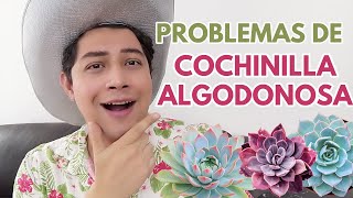 el problema de la cochinilla algodonosa suculentas donsuculento