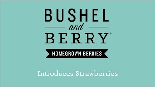 Bushel and Berry® Strawberry Program