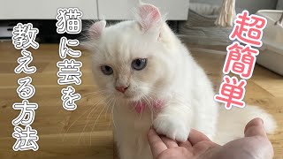 【超簡単】猫に芸を教える方法【おて、おすわり】