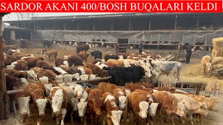 SARDOR AKANI 400/BOSH BUQALARI KELDI SHOSHILING BUQALAR ZOR