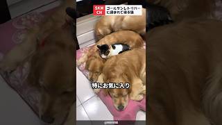 大きい兄弟たちに囲まれて寝るのが好きな猫