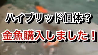 【俺の金魚】〜金魚購入ハイブリッド個体とは〜