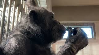 🐵美味しそうに食べるリノさんだが、またシリに💩ウンチついてますよ!!💕😊(王子動物園)