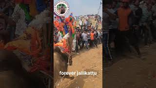 #rolextheme #vikramtitletrack #jallikattu #jallikatt #trend #jallikattulover #love #trendingshorts