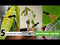 5 Reasons why your MONEY TREE PLANT is dropping leaves