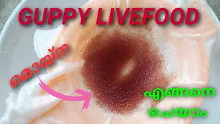 How to make moina culture|എങ്ങനെ മൊയ്‌ന കൾച്ചർ ചെയാം....