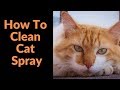 How To Clean Cat Spray - Step By Step