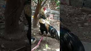 Indian Fighting Cock - Nemali punju with heavy weight.