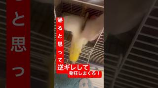 【逆ギレ発狂三昧⁉️】帰りたくなくて逆ギレしながら発狂しまくるオカメインコがおもしろい🤣 #shorts #オカメインコ #ルチノー #かわいい #cockatiel #ペット #bird