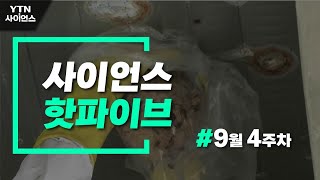 [사이언스 HOT5] 가을철 벌 쏘임 주의보…9월 넷째주 과학 이슈 / YTN 사이언스