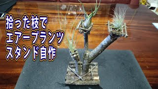 落ちている枝で、エアープランツスタンドを自作してみました。How to make an airplants stand from dead branches