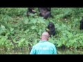 an introduction to the bonobos at lola ya bonobo in french