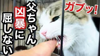 シャーシャー威嚇の元野良猫 【ウチの子】訓練中