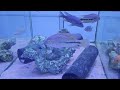 fish shop tour tropical marine and coldwater fish