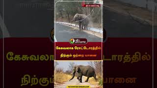 கேசுவலாக ரோட்டோரத்தில்  நிற்கும் ஒற்றை யானை | திம்பம் மலைப்பாதை | #erode | #elephant | #shorts