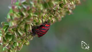 Graphosoma lineatum spp. italicum - gdoremi.altervista.org - Sony AX700