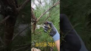 솔방울채취#적송#정원수