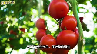 种菜为什么有人喜欢用红糖和葡萄糖？里面有文章，你了解吗