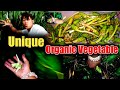 Collecting Organic Vegetable Nakima|Organic Village| Village Life In Sikkim