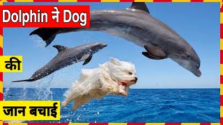 Dolphin ने कैसे Dog की जान बचाई how dolphin save dog's life #crazy trials #shorts