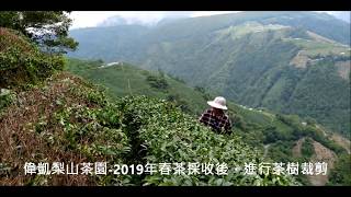 台灣-偉凱梨山茶園-2019年-春茶採收後，進行茶樹裁剪