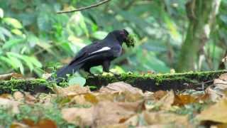 Black Magpie collecting Moss (19Feb2014)