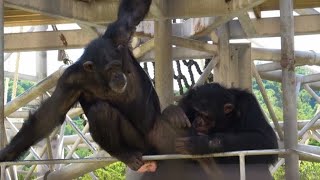 Ackey and Lady are grooming.  緑とアッキーとレディちゃん。Chimpanzee Maruyama Zoo