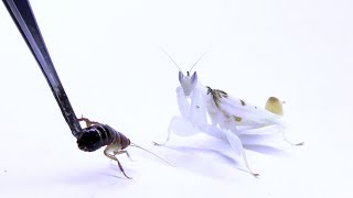 成虫になったハナカマキリにゴキブリを与える