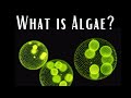 What is Algae?