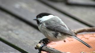 コガラ　お食事　（Willow tit eating）