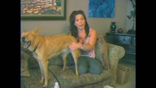 How to Talk to Dogs - Dog Functional How to Talk to Dogs - Dog Functional
