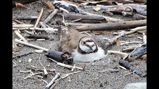 砂浜で孵化したてのコチドリを観察