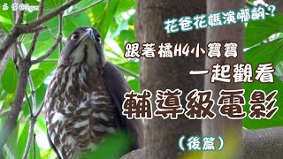 20240603下集｜花爸花媽演哪齣？跟著橘H4小寶寶一起觀看輔導級電影（後篇）｜花家．鳳頭蒼鷹｜Crested Goshawk, Taipei, Taiwan