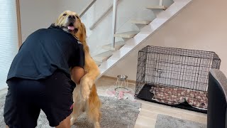 久しぶりに抱っこしたら、オカワリが止まらなくなった愛犬【ゴールデンレトリバー】