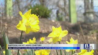 'Daffodil Man' has planted 20,000 daffodils in Mt. Hope Cemetery