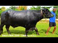 surveer bull abc semen bank for semen contact 9666761111