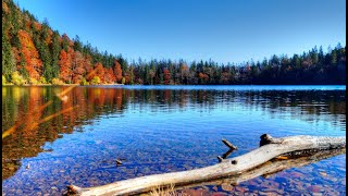 Beauty of Black Forest in Golden October