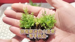 狼尾蕨迷你小造景有手就會Wolf tailed fern mini landscaping with hands