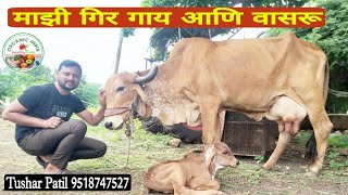 गीर गायीचे दुधाचे फायदे व शेती मध्ये उपयोग शेन व गोमूत्र