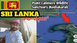 Point Calimere Wildlife and Bird Sanctuary | Near to to Sri Lanka | Kodiakkarai  #birdsanctuary