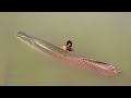 EPIC AMAZON RIVER MONSTER